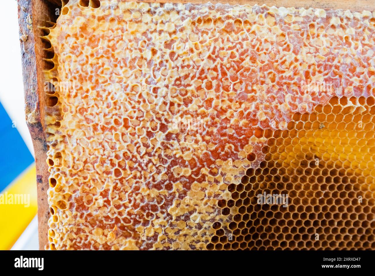Gelbe Waben mit Kappe eines Bienenstockrahmens Stockfoto