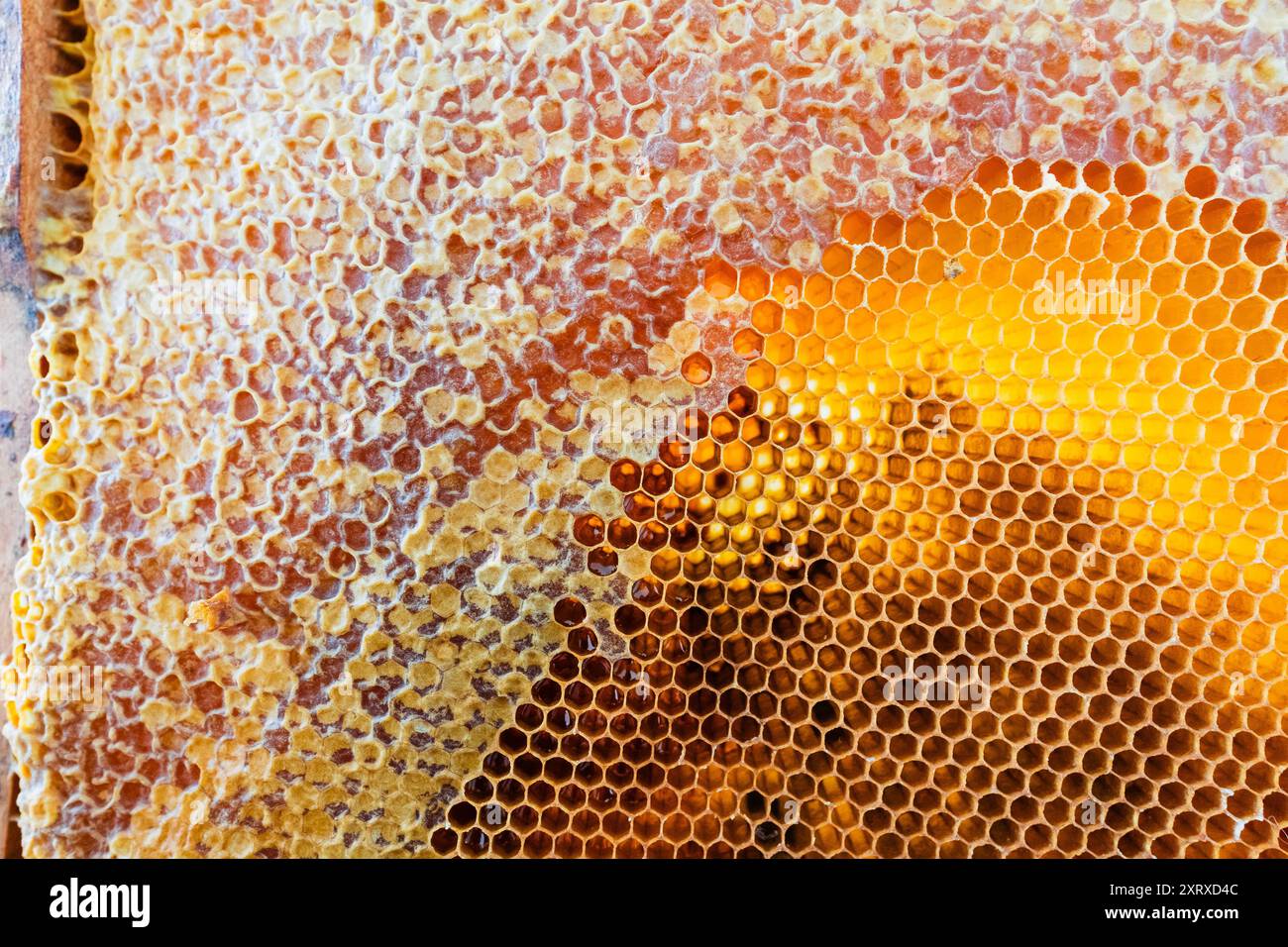 Gelbe Waben eines Bienenstocks, teilweise mit Kappe und teilweise ohne Kappe Stockfoto