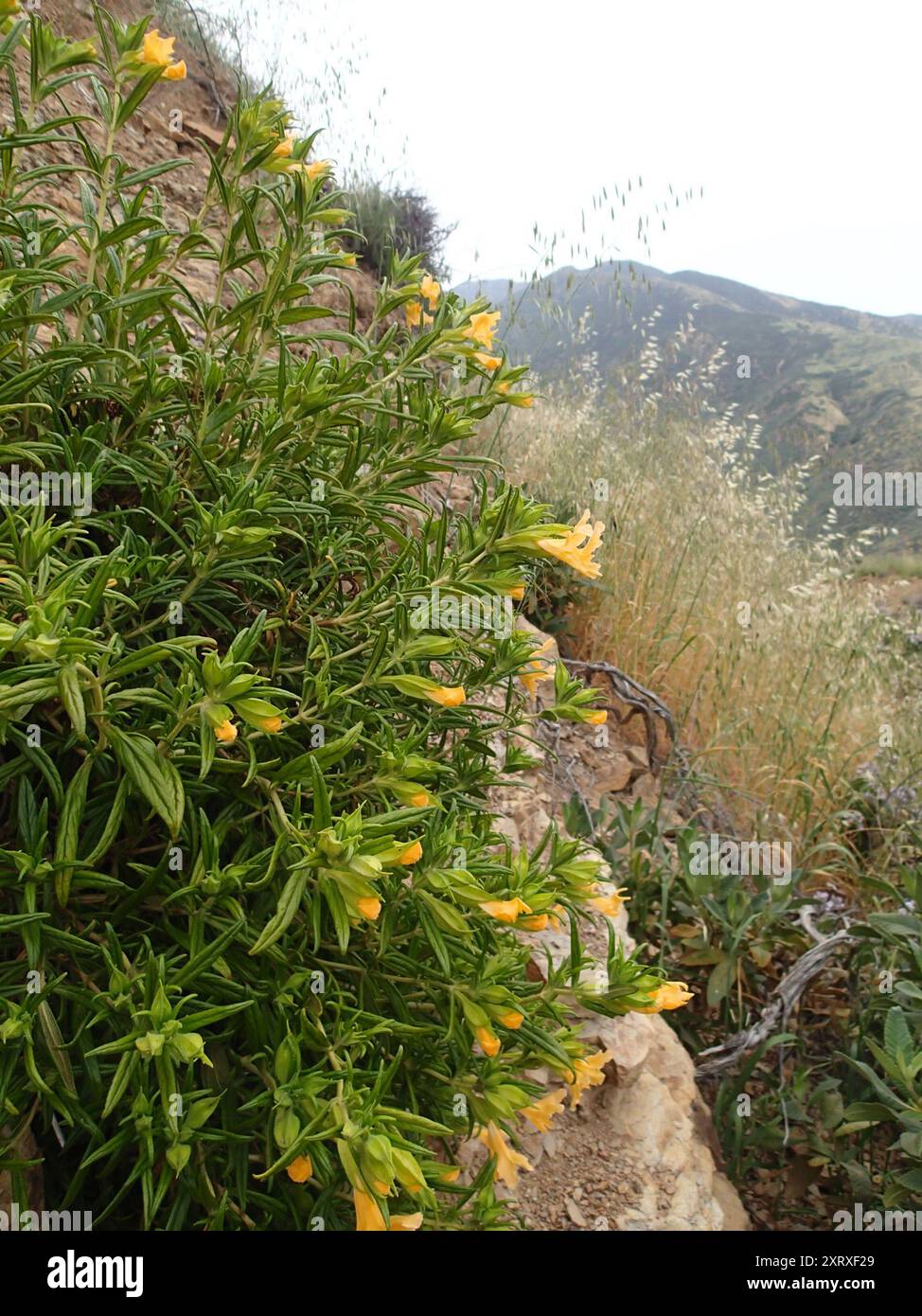 Südbuschaffenblume (Diplacus longiflorus) Plantae Stockfoto