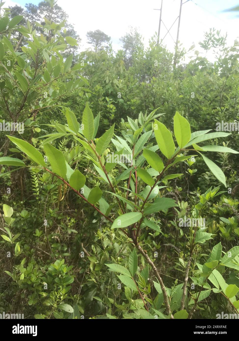 Poison Sumac (Toxicodendron vernix) Plantae Stockfoto