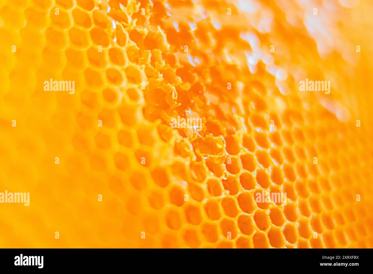 Delicious Bee Honey Tropfen auf die Kämme von Honey Zellen Nahaufnahme Stockfoto
