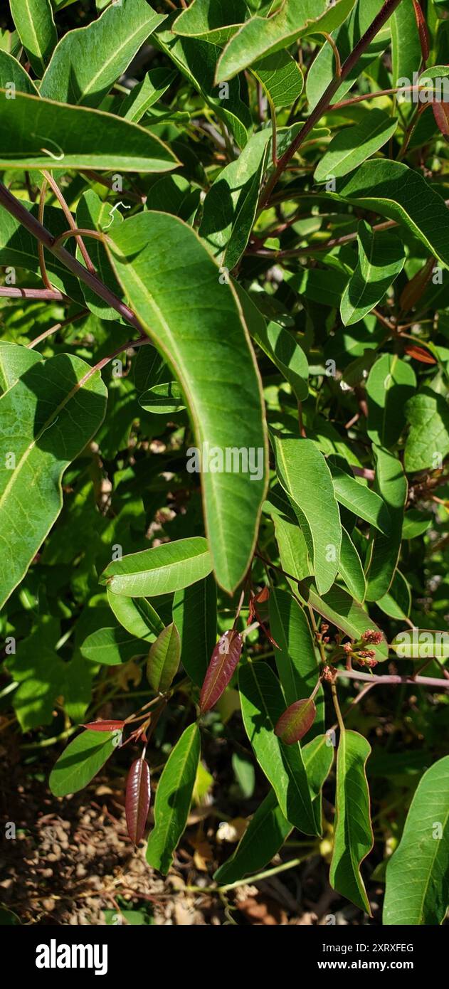 laurel Sumac (Malosma laurina) Plantae Stockfoto