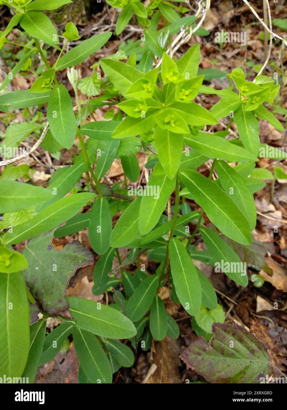 Sweet Spurge (Euphorbia dulcis) Plantae Stockfoto