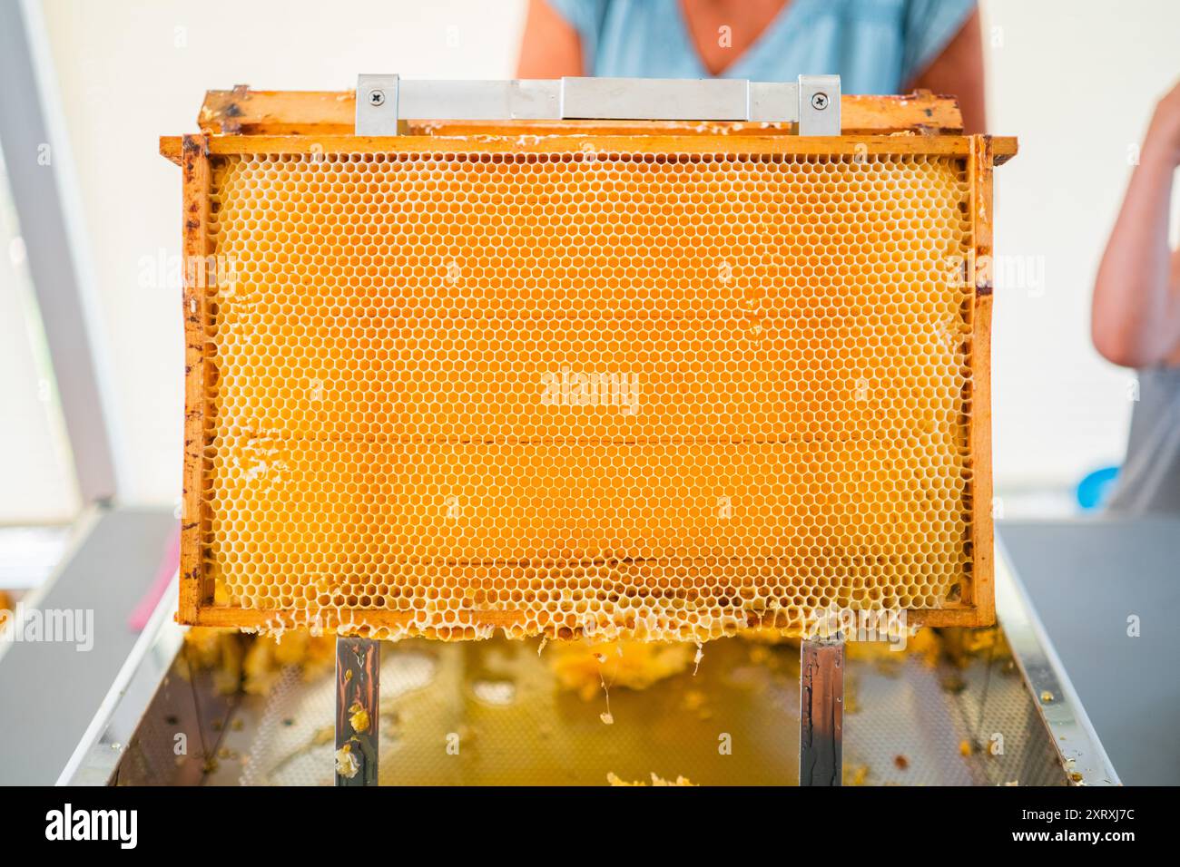 Goldene Waben in einem hölzernen Bienenstock-Rahmen gefüllt mit Sweet Bee Honey, Vorderansicht Stockfoto