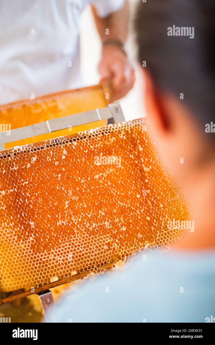 Geöffnete Bienenwaben eines Bienenstocks, gefüllt mit Goldenem Bienenhonig während der Imkereiernte Stockfoto