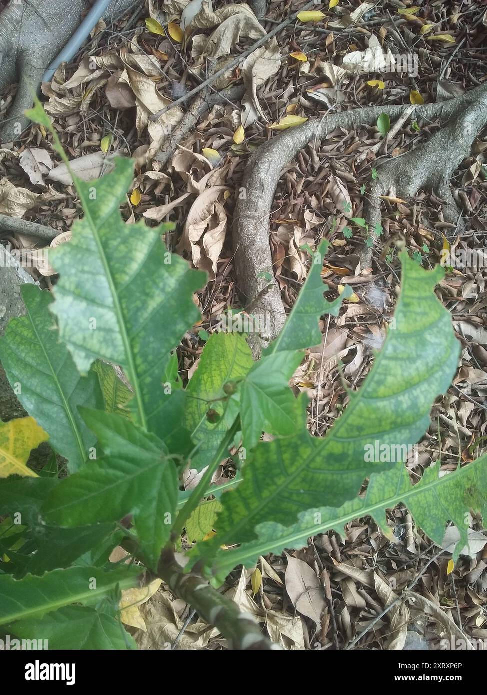 Corkystem Passionsblume (Passiflora suberosa) Plantae Stockfoto