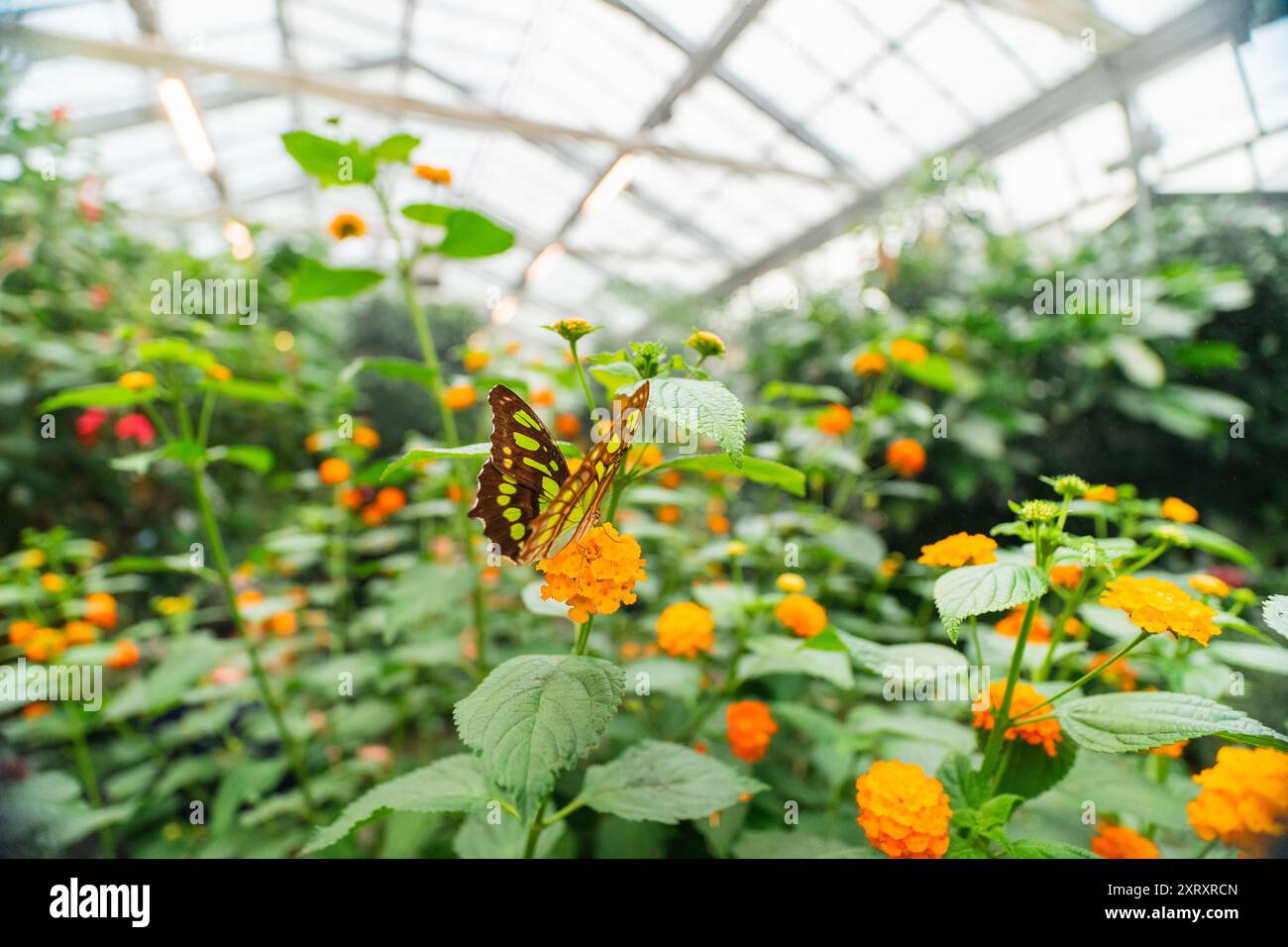 Grüner Schmetterling Siproeta Stelenes auf Orange Blume Common Lantana Stockfoto