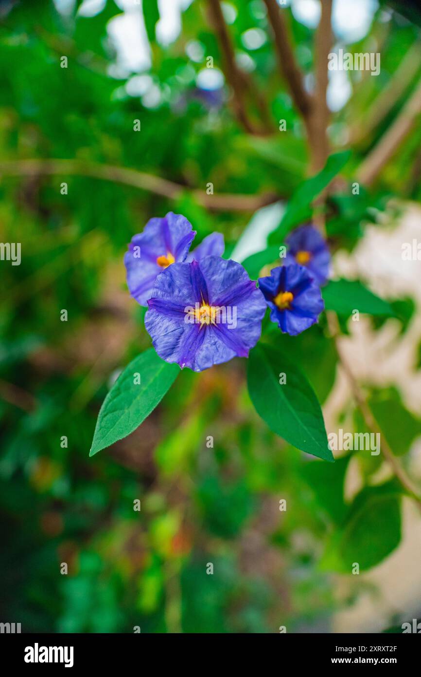 Blue Paraguay Nightshade Flower Blossom bekannt als Lycianthes Rantonnetii oder Blue Potato Bush in a Green Ecological Garden Bio Sphere als Nahaufnahme in Por Stockfoto