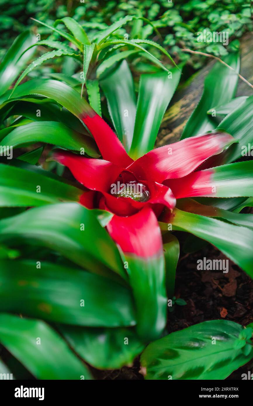 Rote Nidularium Innocentii Pflanze wächst in einem grünen ökologischen Garten Biotope Mimimizing Regenwald Umwelt als Nahaufnahme im Portraitbild Stockfoto