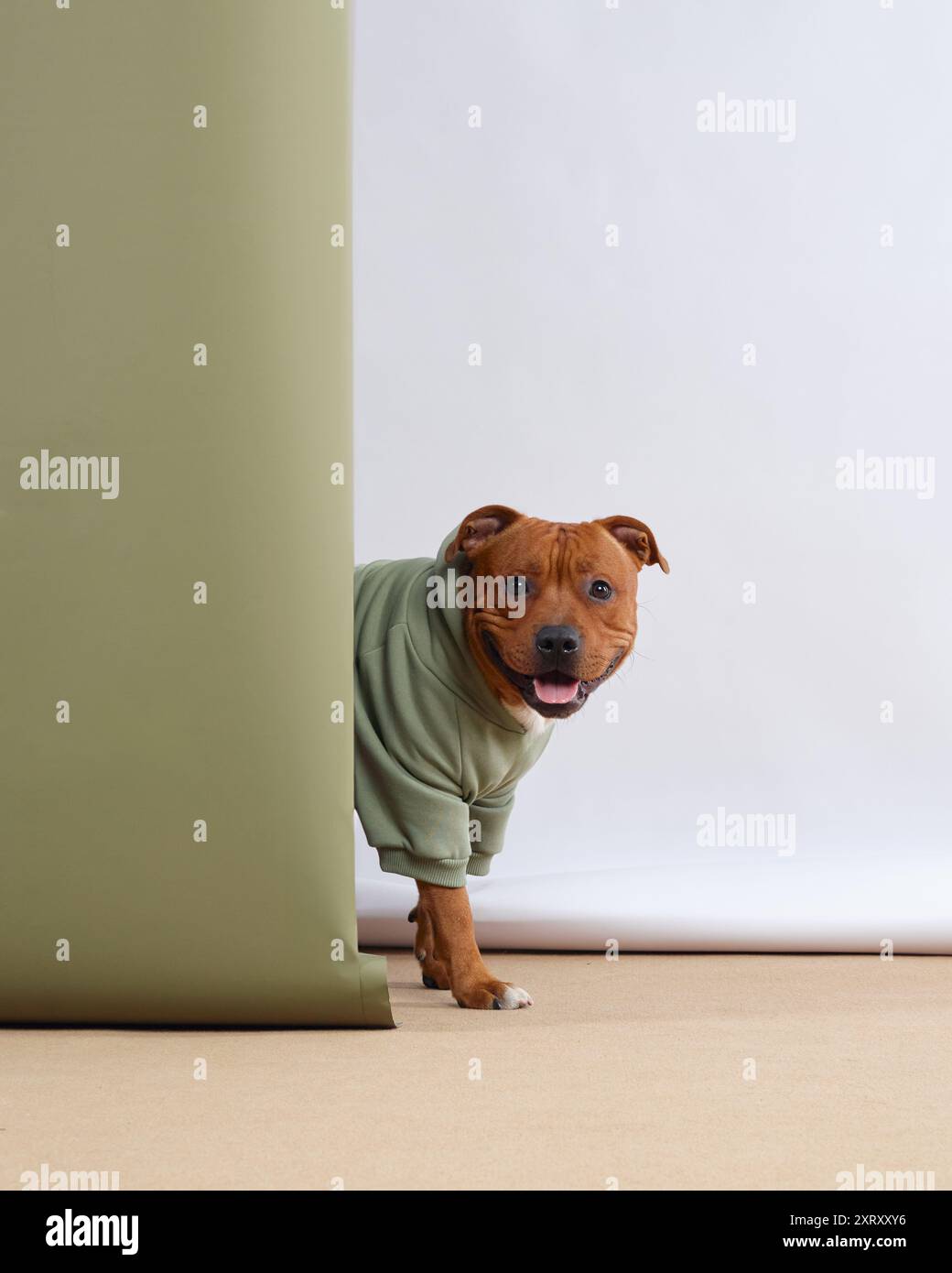 Staffordshire Bull Terrier blickt verspielt hinter einem Panel in neutralen Farben in einem weichen grünen Pullover Stockfoto
