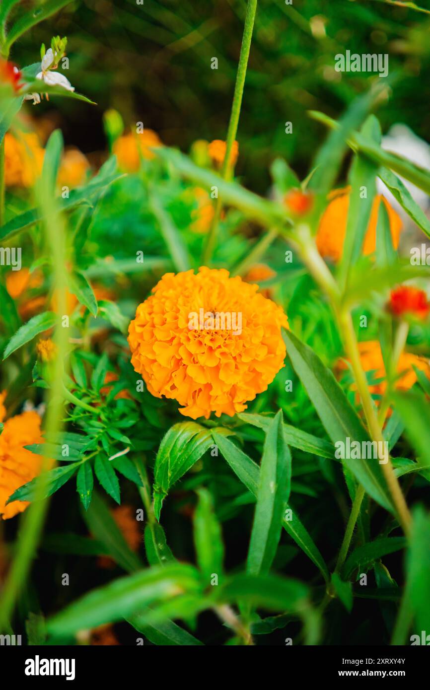 Orange aztekische Ringelblume Blüte als Tagetes Erecta wächst in einem grünen ökologischen Garten Stockfoto