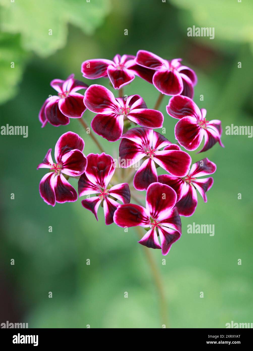 Pelargonium x lawranceanum, Geraniaceae. Alias. Pelargonium x lawrenceanum (möglicherweise ein Typo), Pelargonium laurencianum, Geranium 'Lawrenceanum'. Stockfoto