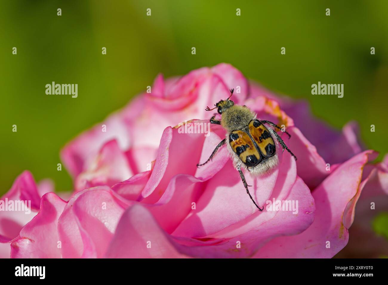 Ein brauner eurasischer Bienkäfer auf einer rosa Rose vor einem verschwommenen dunklen Hintergrund Stockfoto