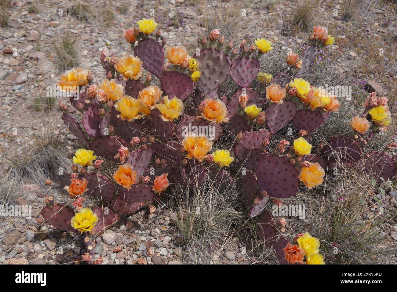 Purple Pricklypear (Opuntia azurea) Plantae Stockfoto