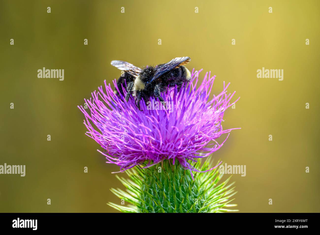 Zwei Bienen sammeln Pollen von einer invasiven Scotch Thistle Blume. Stockfoto
