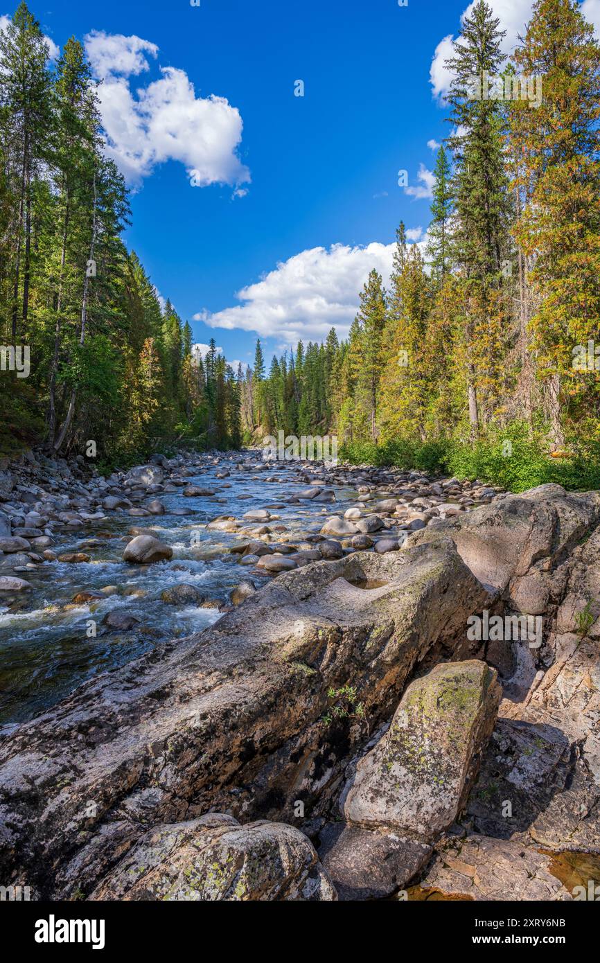 Hohe Bäume am Ufer des Granby River liegen im Süden von British Columbia Stockfoto