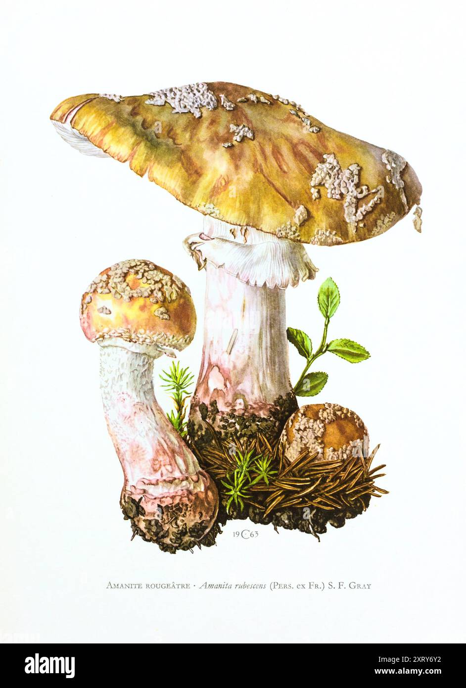 Illustration von Claus Caspari aus der Sammlung von Dokumenten d'Histoire Naturelle von Amanita rubescens Pilzen. Stockfoto