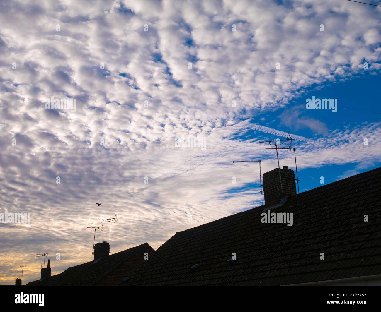 Das erste Licht mit dramatischer Wolkenlandschaft aus Altocumulus über meinem Heimatdorf Radley in Oxfordshire beleuchtet Häuser und Dächer. Ich liebe es, in den Himmel zu schauen. Was man sieht, ist oft schön und ändert sich ständig; man sieht nie zweimal denselben Himmel. Wenn ich an den meisten Orten herumspaziere, bin ich normalerweise die einzige Person, die nach oben schaut; alle anderen sind mit Köpfen nach unten und gehen ihrem täglichen Geschäft nach. Sie wissen nicht, was ihnen fehlt. Stockfoto