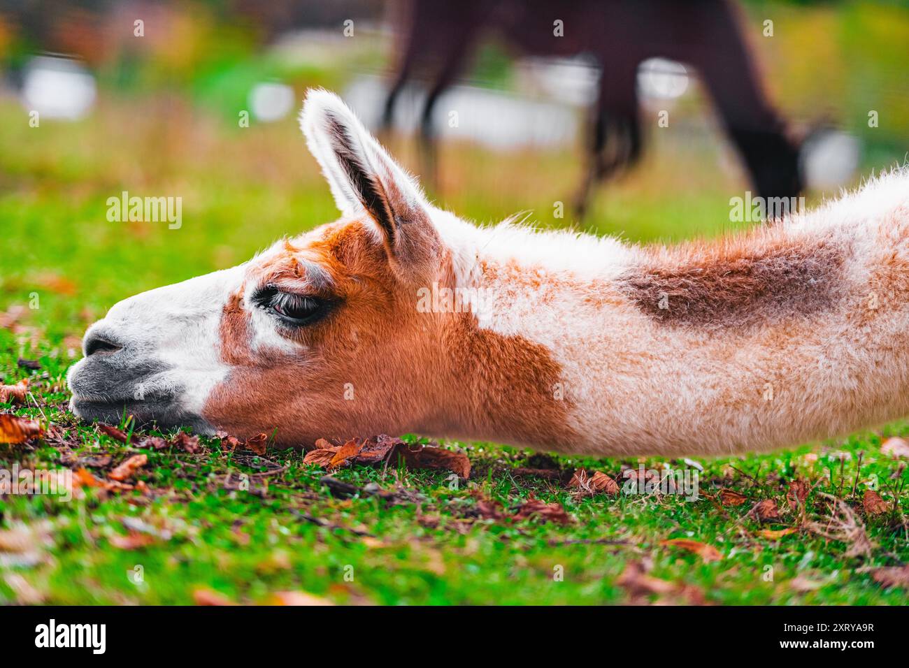 Lama mit Long Neck macht eine Pause und legt seinen Hals auf dem Green Soild Ground aus Stockfoto