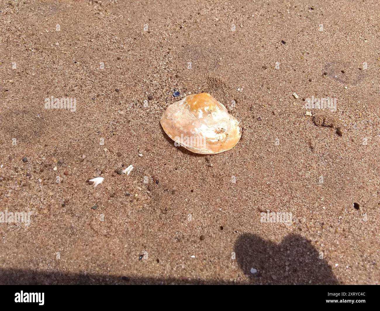 Gewöhnlicher Jingle (Anomia simplex) Mollusca Stockfoto