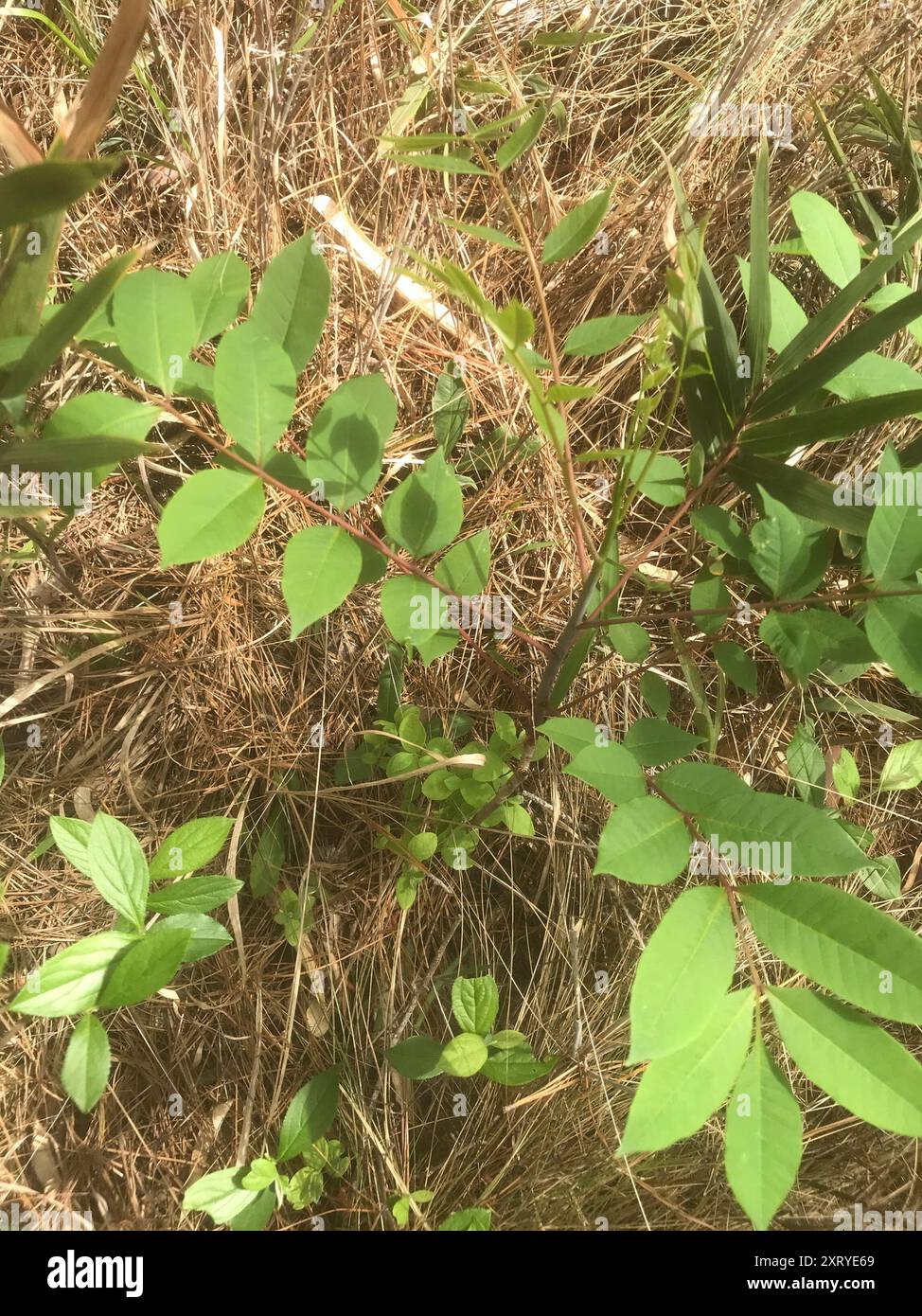 Poison Sumac (Toxicodendron vernix) Plantae Stockfoto