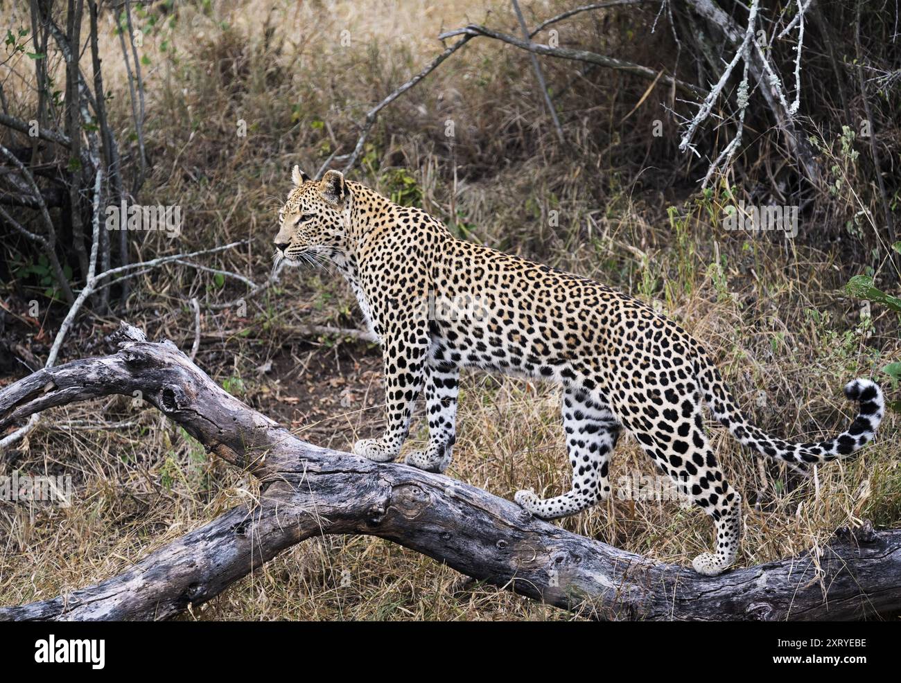 Leopard, Panthera pardus, Sabi Sand Reserve, Greater Kruger, Südafrika Stockfoto