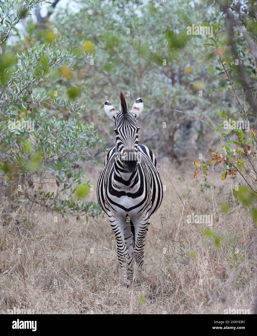 Zebra, Equus Quagga, Kruger-Nationalpark Stockfoto