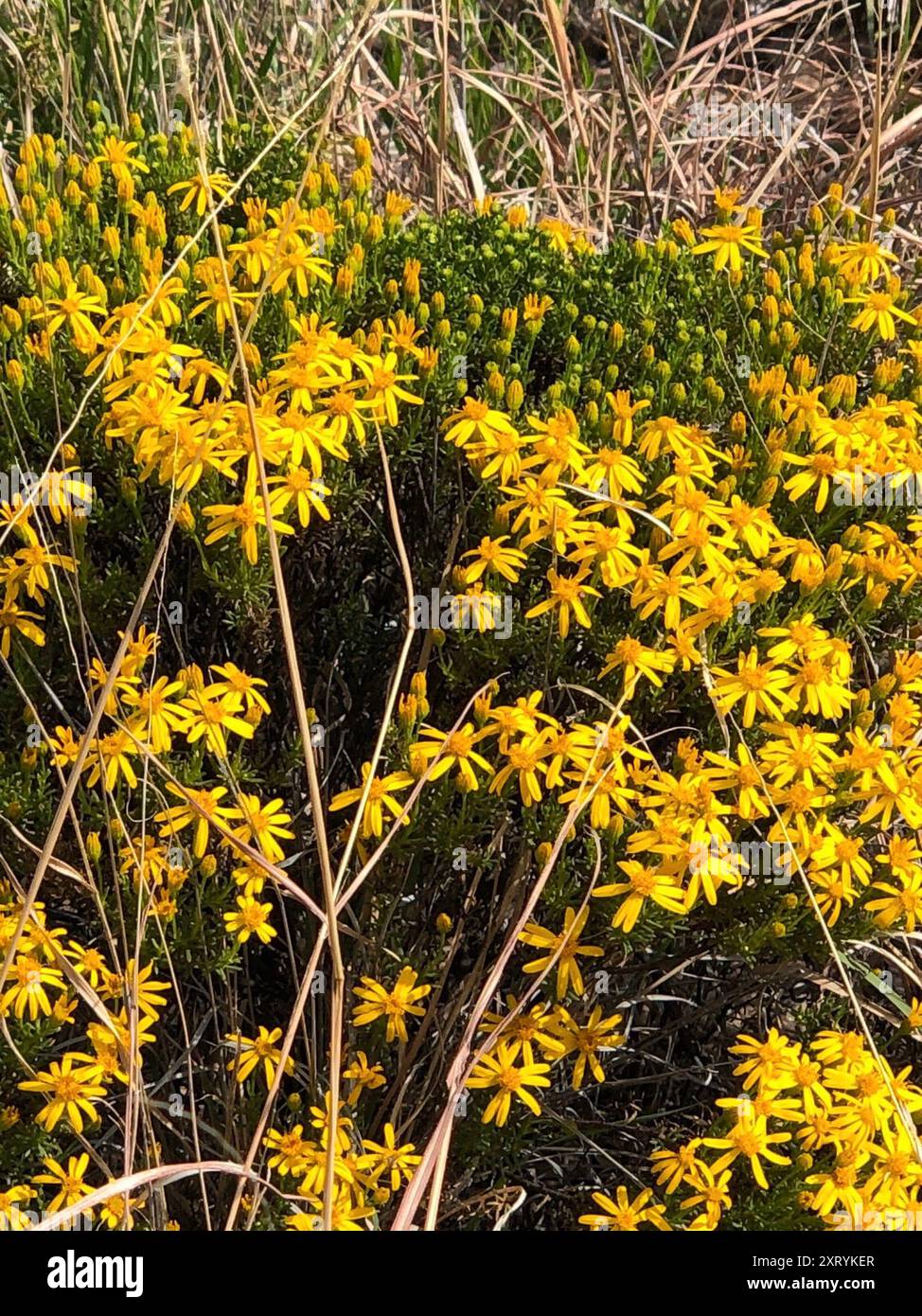 Damianita (Chrysactinia mexicana) Plantae Stockfoto