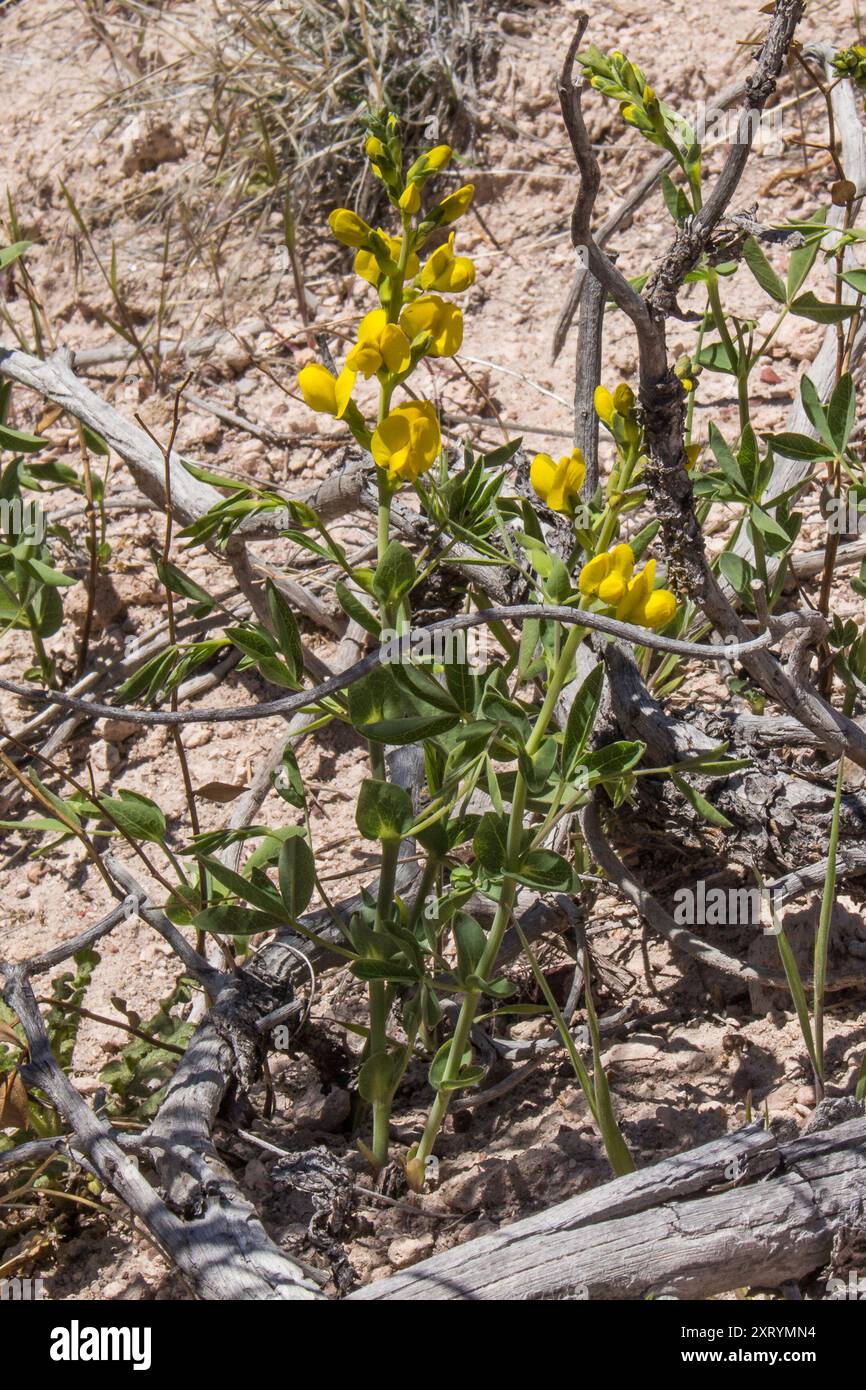 Goldene Bohnen (Thermopsis rhombifolia) Plantae Stockfoto