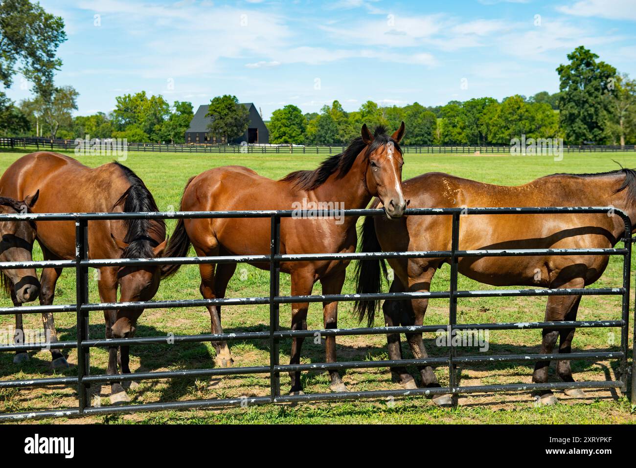 Pferde auf einer Farm in Kentucky Stockfoto