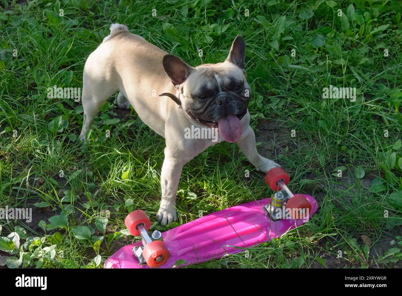 Französisches Bulldog-Haustier von kitzfarbiger Farbe spielt mit Skateboard auf hellgrünem Gras im Hinterhof. Stockfoto