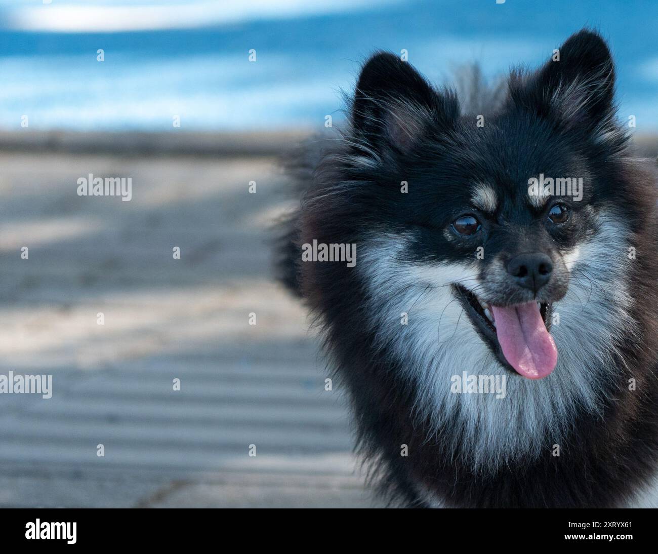 Verspieltes Schwarzes Hündchen mit ausstehender Zunge: Verspottet euch, Konzeptporträt eines süßen Pommerans Stockfoto