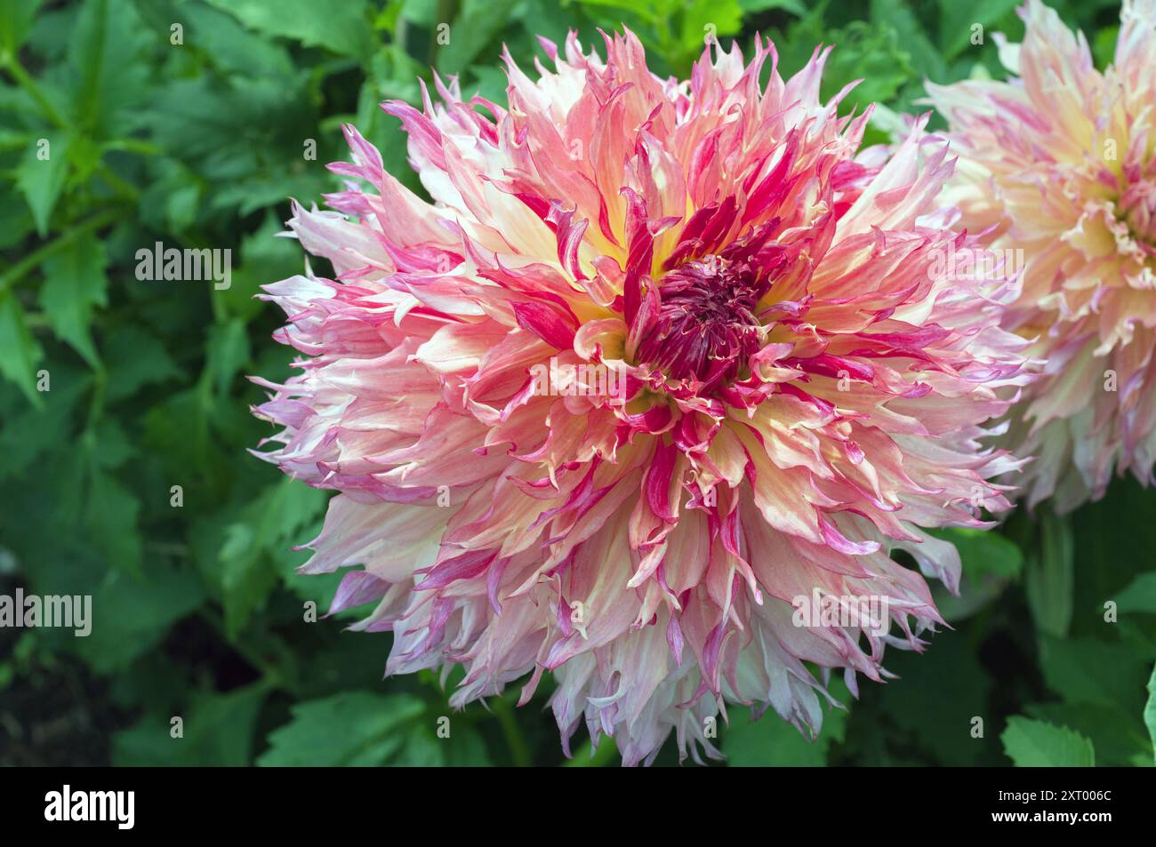 Nahaufnahme von Myrtles Folly ein lachsroter und blassgelber Kaktus fimbriata Dahlia Sommerblühender halbharter Frost zarte Laub-Staude Stockfoto