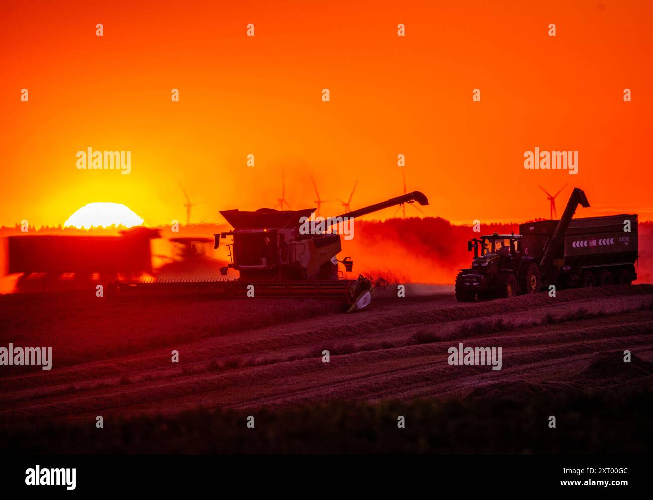 Gadebusch, Deutschland. August 2024. Mähdrescher und Traktorgruppen fahren bei Sonnenuntergang über ein Feld und droschen Weizen. Nach langen Erntepausen aufgrund von Regen und nassem Boden nutzen die Bauern in Norddeutschland das trockene und warme Wetter, um die letzten Getreidefelder bis spät in den Abend zu ernten. Quelle: Jens Büttner/dpa/Alamy Live News Stockfoto
