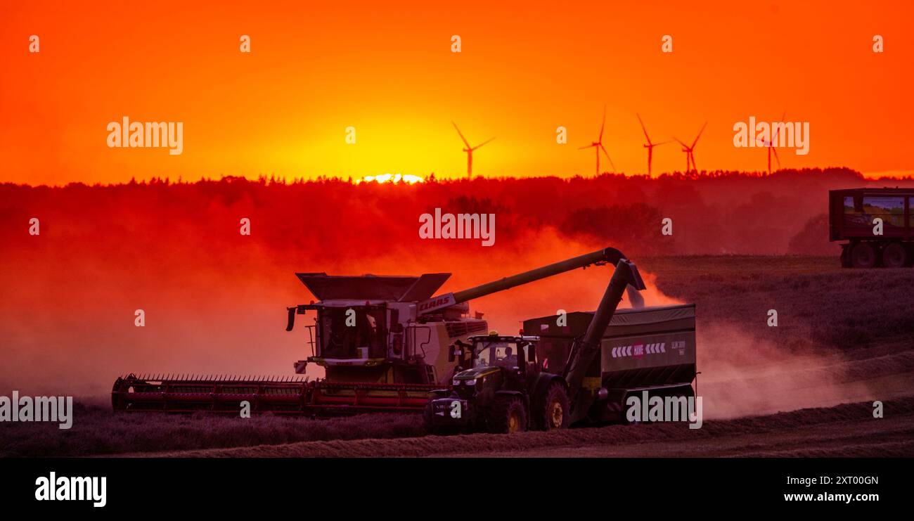 Gadebusch, Deutschland. August 2024. Mähdrescher und Traktorgruppen fahren bei Sonnenuntergang über ein Feld und droschen Weizen. Nach langen Erntepausen aufgrund von Regen und nassem Boden nutzen die Bauern in Norddeutschland das trockene und warme Wetter, um die letzten Getreidefelder bis spät in den Abend zu ernten. Quelle: Jens Büttner/dpa/Alamy Live News Stockfoto
