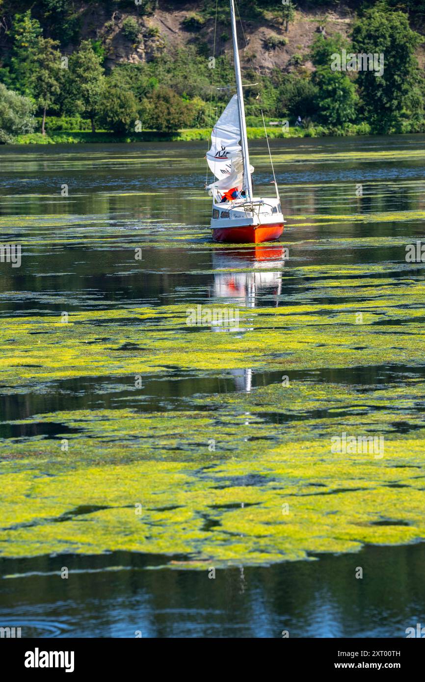 Grüner Teppich von Pflanzen am Essener Baldeney-See, wuchernde Wasserpflanze Elodea, wasserweed, eine invasive Art, Segelboot steckt fest, die schnell wachsen Stockfoto