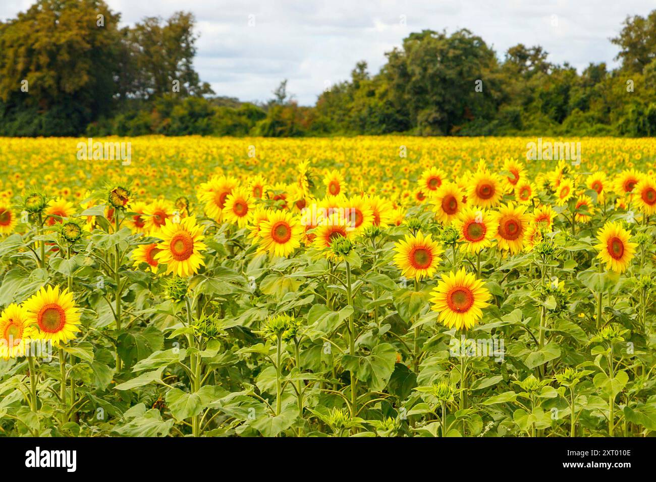Gelbe Sonnenblumen im französischen Feld frankreich Stockfoto