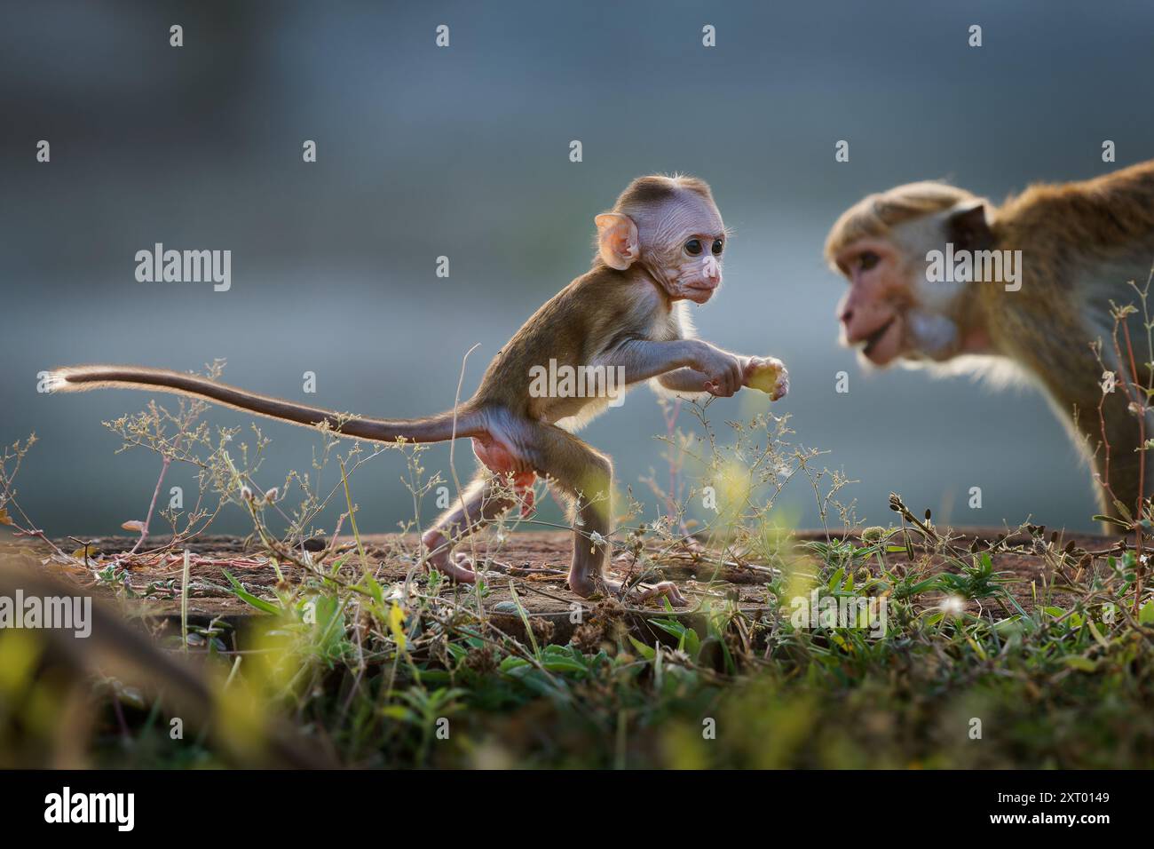 Makaken Macaca sinica rötlich-brauner Alte Welt-Affe endemisch in Sri Lanka, bekannt als Rilwa oder Rilwa, Baby-Affe mit Mutter in der Antike Stockfoto