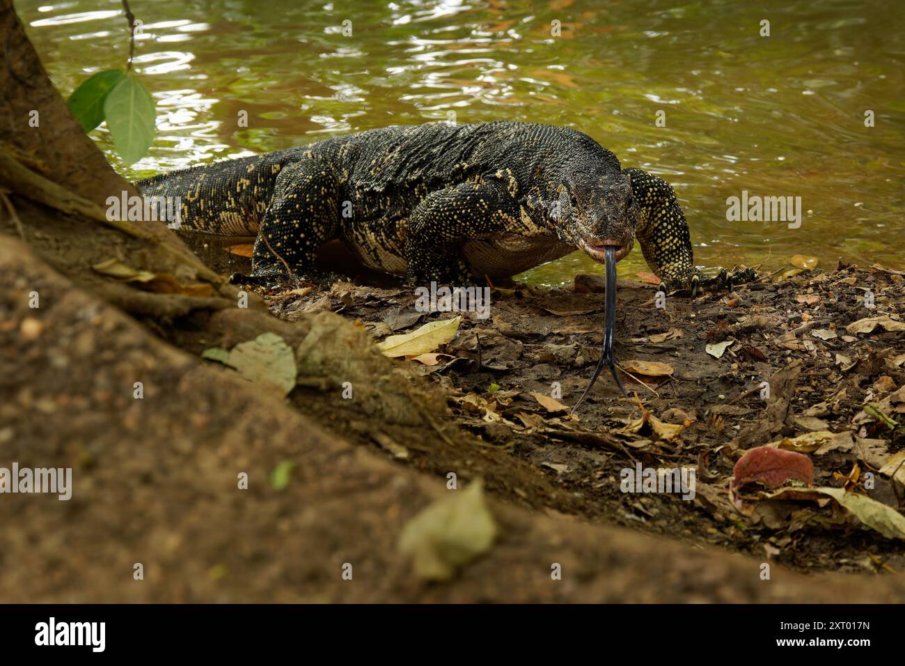 Asiatische Wasser-monitor Varanus Salvator auch gemeinsame Wasser Monitor, große varanid Eidechse, die in Süd- und Südostasien (kabaragoya, zwei-Gebändert Moni Stockfoto