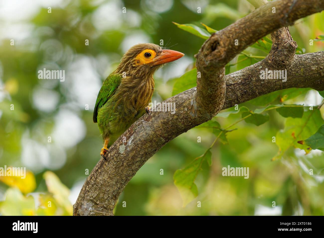 Braunköpfiger Barbet - Psilopogon zeylanicus Asiatische Barbetvogelarten, besiedelt tropische und subtropische feuchte Laubwälder, grüne und braune Vögel Stockfoto