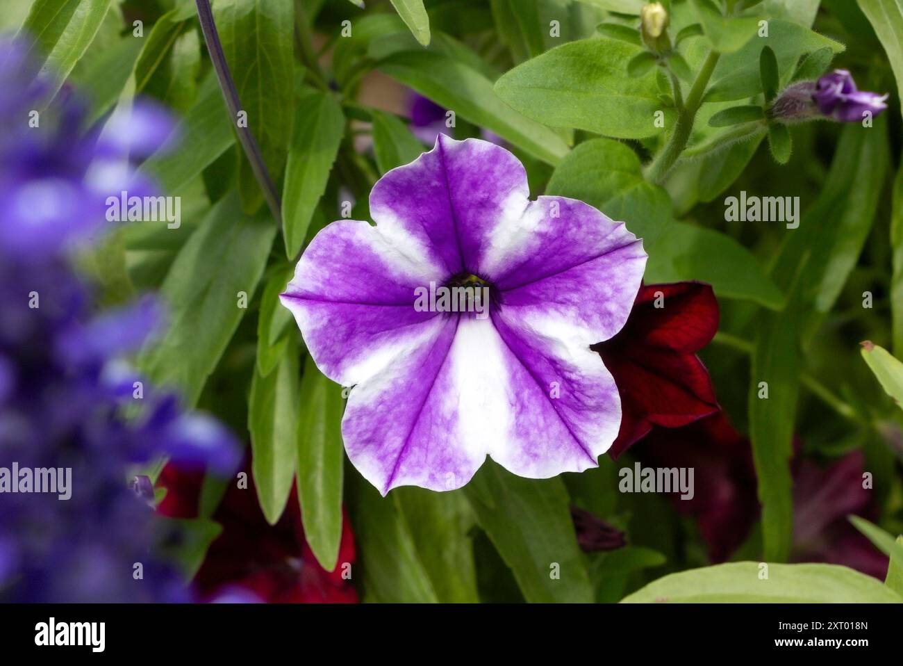 Nahaufnahme einer leuchtenden violetten und weißen Petunienblume, umgeben von üppig grünen Blättern und anderen bunten Blüten in einer Gartenumgebung. Stockfoto