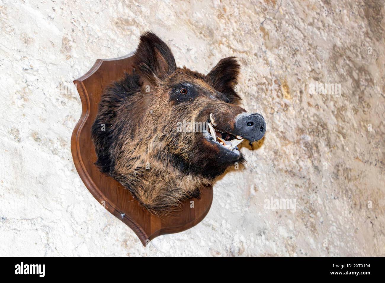 Gefüllter Wildschweinkopf im Château de La Rochefoucauld Rochefoucauld-en-Angou Mois Stockfoto