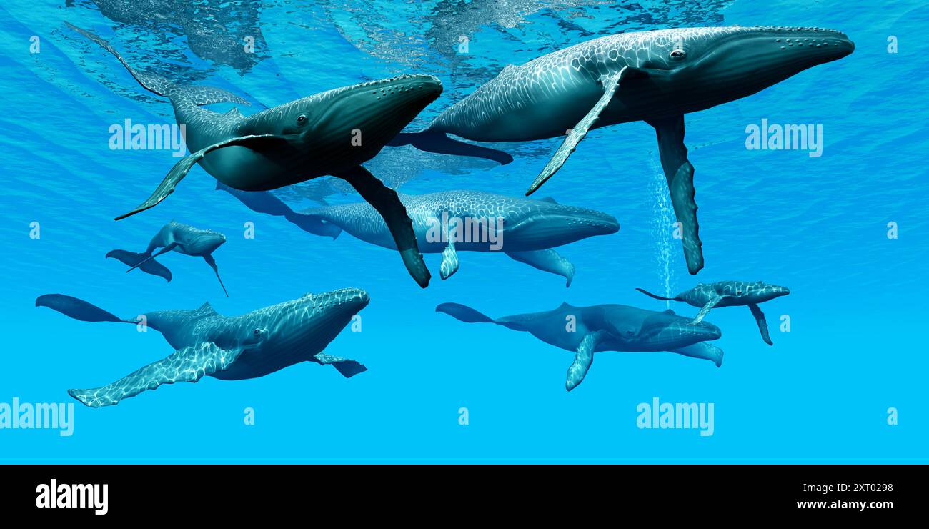 Eine Herde von Buckelwalen schwimmen gemeinsam auf ihrer jährlichen Wanderung zum nördlichen Gewässern. Stockfoto