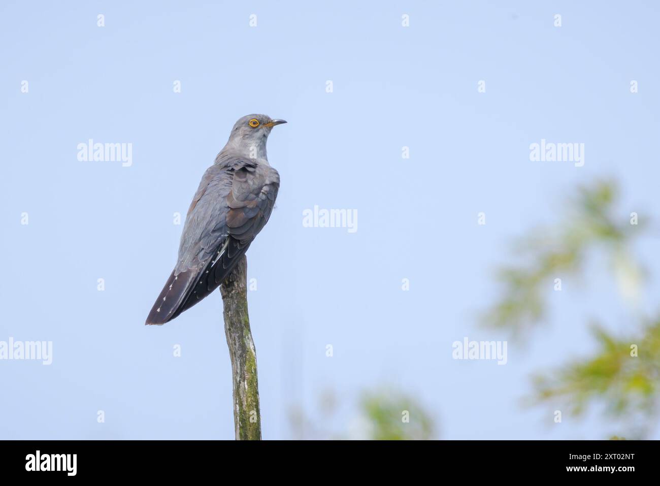 Gewöhnlicher Kuckuckvogel, Cuculus canorus, ruht und singt in einem Baum. Er ist ein Brutparasit, das heißt, er legt Eier in die Nester anderer Vogelarten Stockfoto