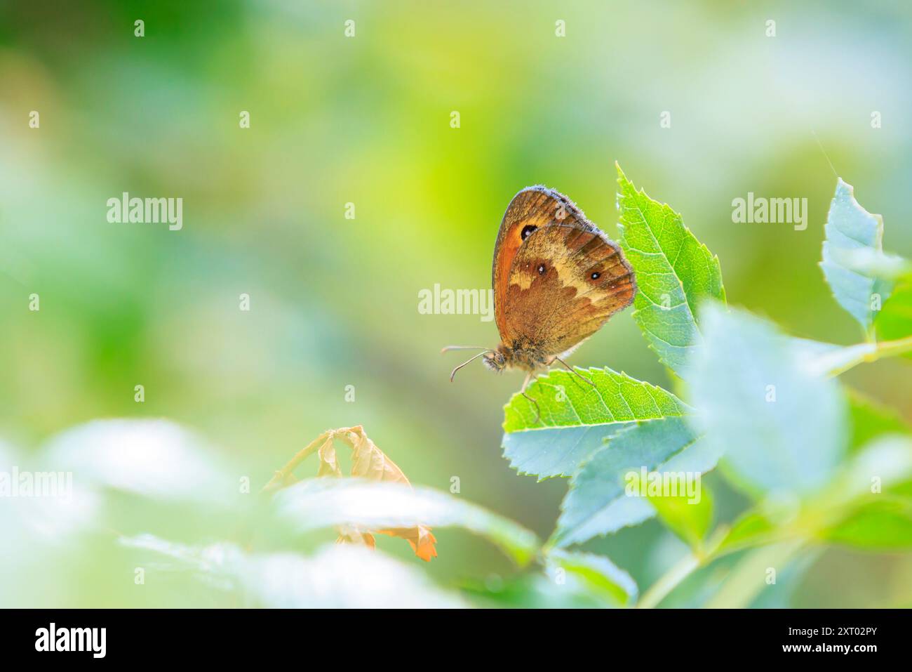Der Torhüter Schmetterling Pyronia tithonus, der auf grüner Vegetation ruht Stockfoto