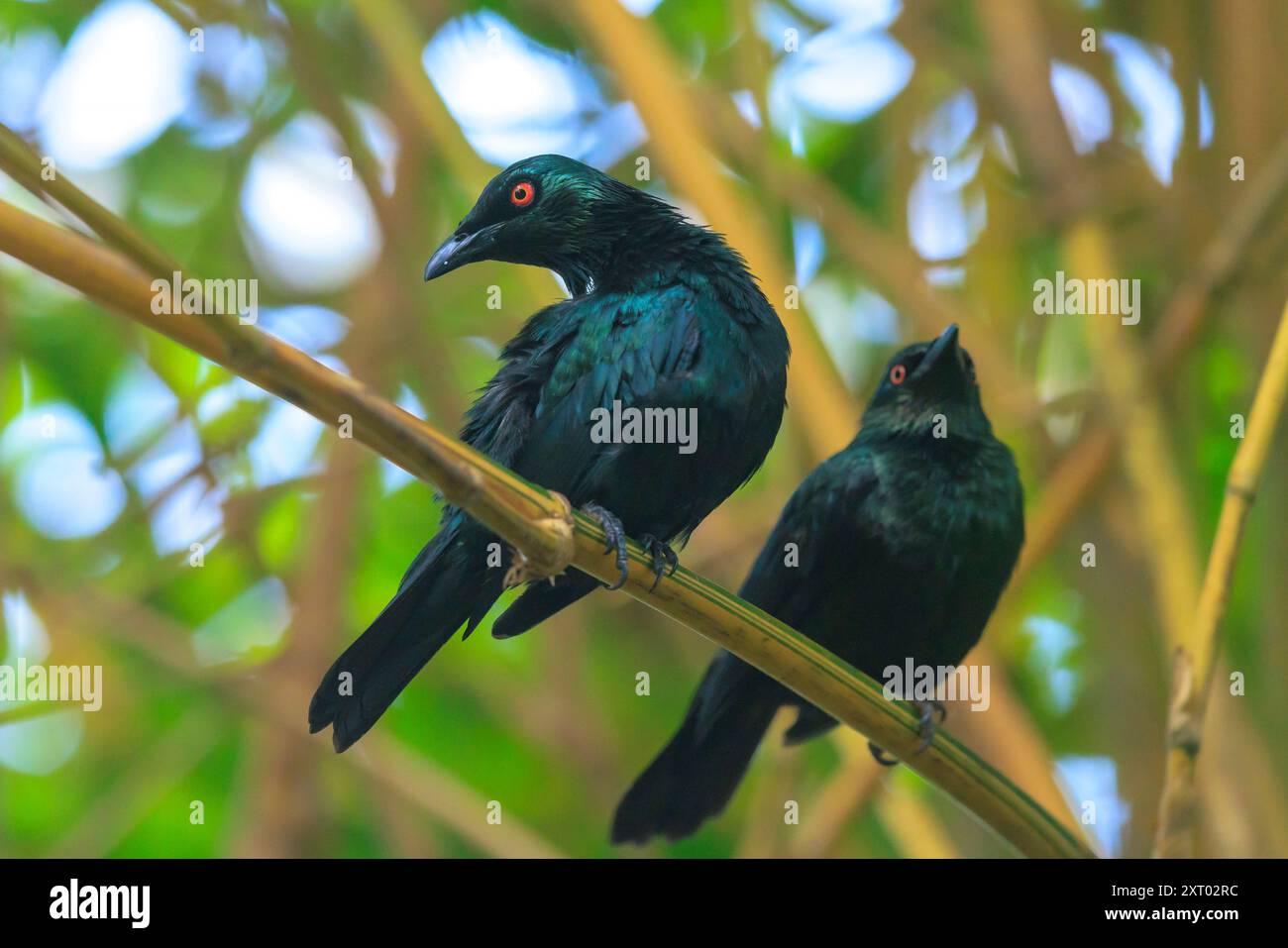 Nahaufnahme eines Metallic-Starens, Aplonis metallica oder funkelnden Starens, eines Vogels, der auf den Molukken, Neuguinea, Queensland und den Salomonen beheimatet ist. Stockfoto