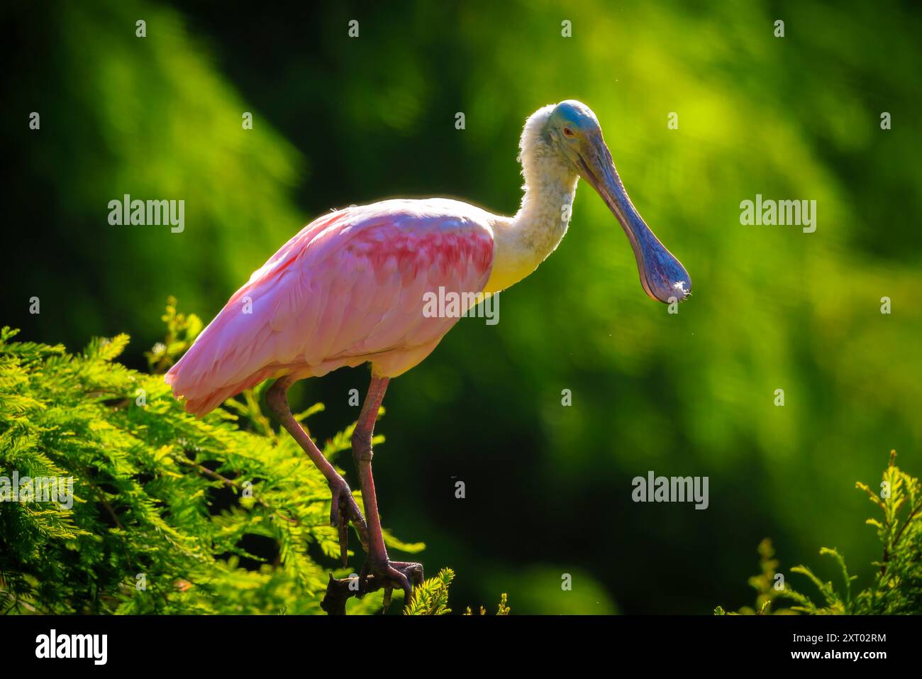 Rosalöffler Platalea ajaja ist ein geselliger waten Vogel der Ibis und Löffler Familie, Threskiornithidae. Stockfoto