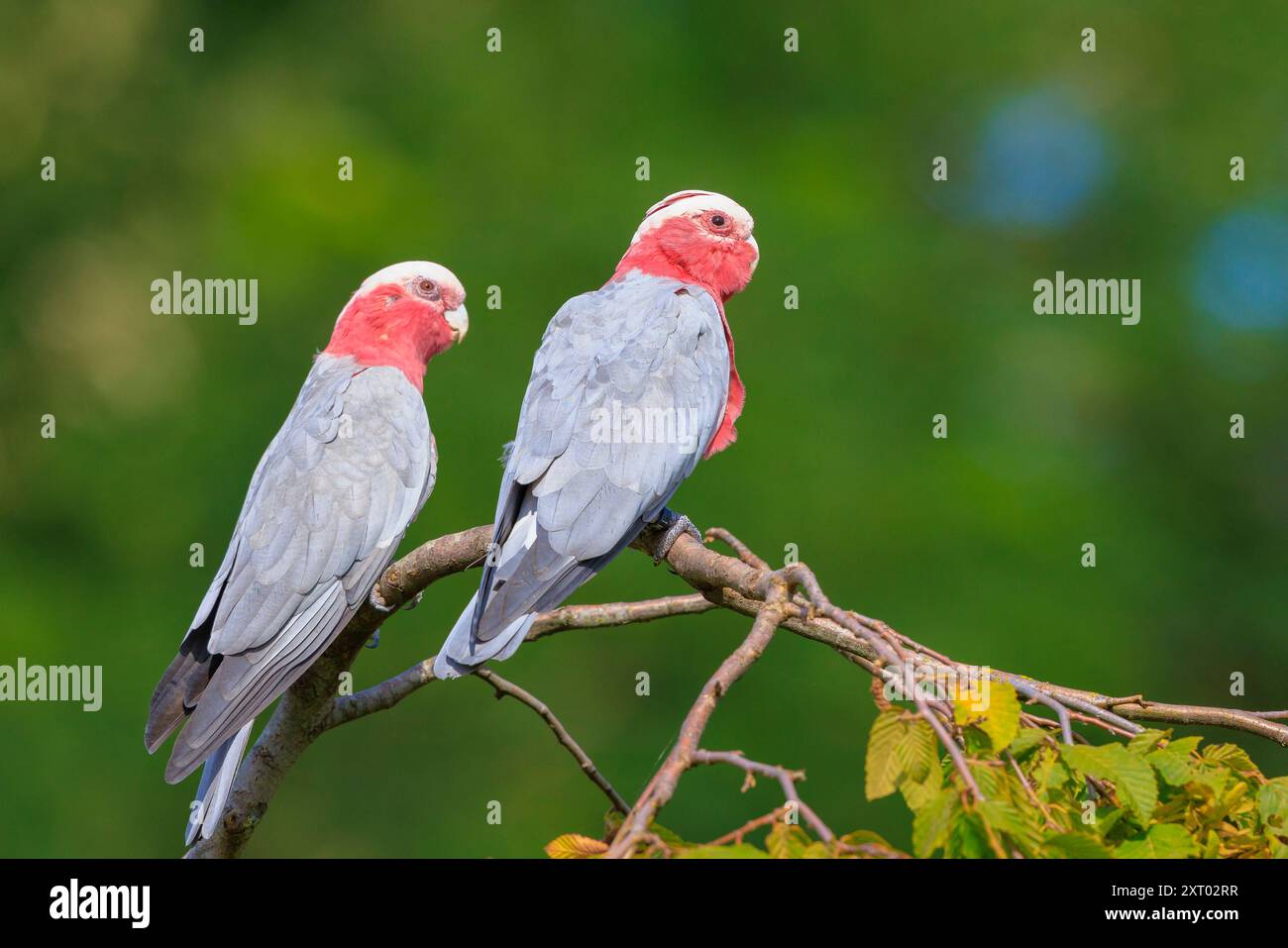 Der Galah, Eolophus roseicapilla, auch bekannt als Rosenbrust-Kakadu, Galah-Kakadu, rosa und graue Kakadu oder Roseatenkakadu, ist einer der beliebtesten Stockfoto