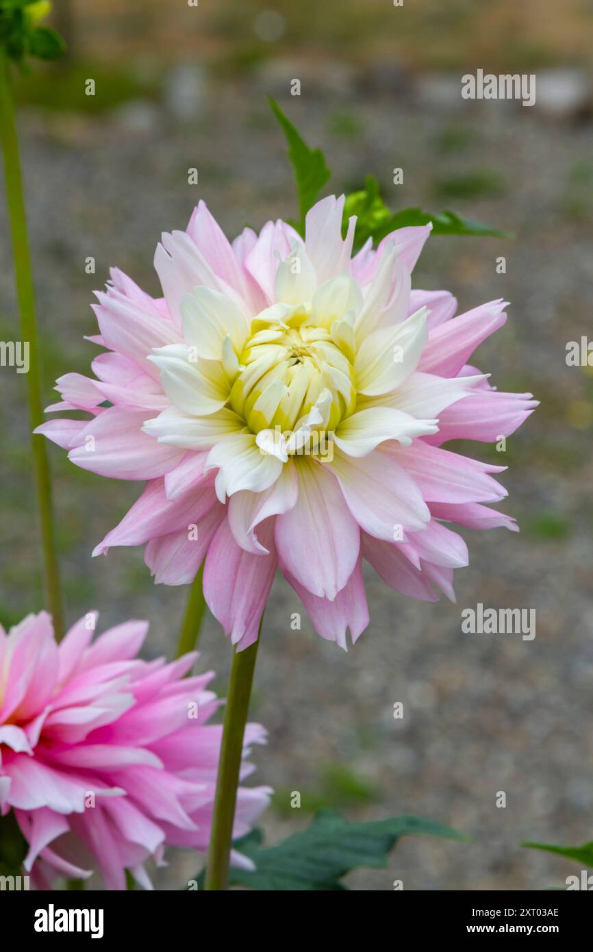 Beliebt als zierpflanze -Fotos und -Bildmaterial in hoher Auflsung  Alamy
