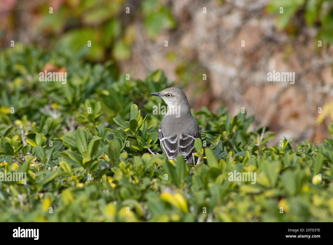 Gelbäugiger grauer Vogel in Büschen Stockfoto